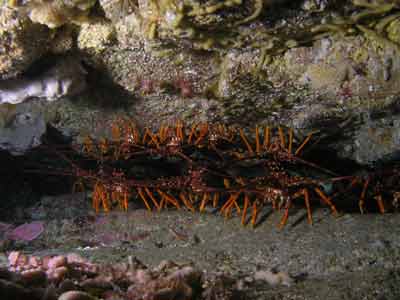 Boulder Point Crayfish