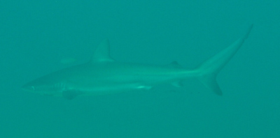 Dusky Whaler Shark