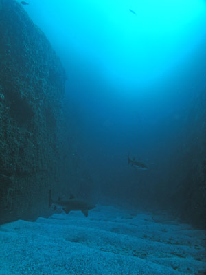 Fishrock Deep