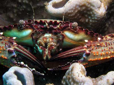 Crab at Ladies Reef