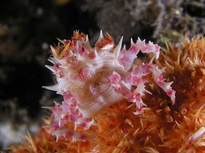 Soft coral crab