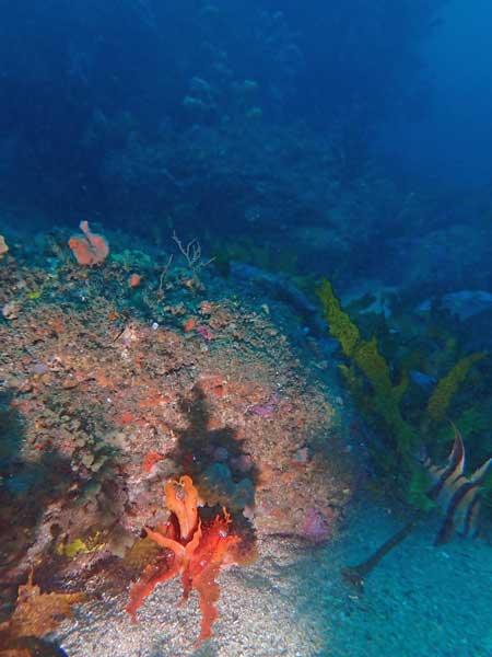 Sponge Gardens