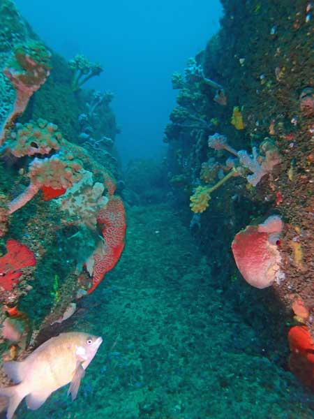 Marys Reef