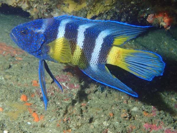 Eastern blue devilfsh