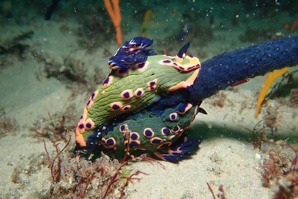 Donut Nembrotha