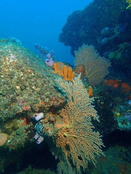 Gorgonia