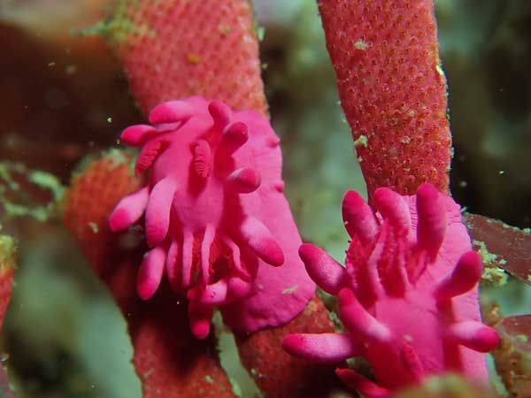 Pink okenia