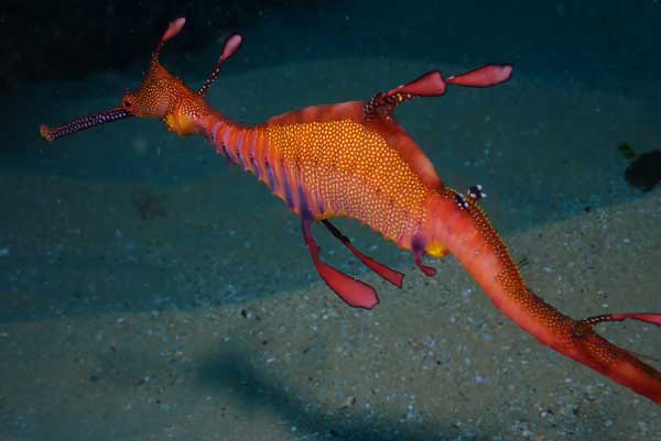 Sea dragon
