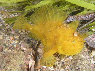 Yellow anglerfish