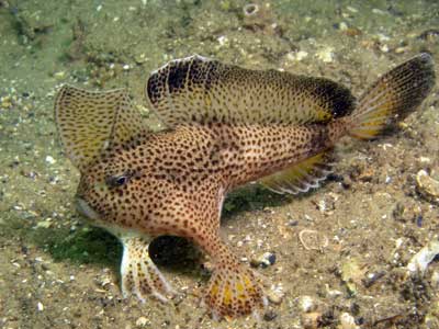 Australian Handfish