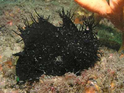 Black anglerfish