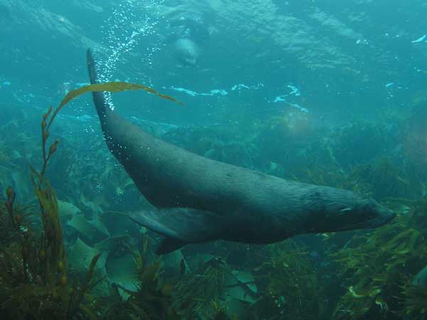 Cape Hauy Seals
