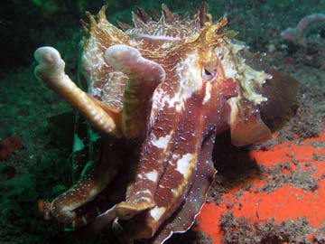 Cuttlefish on Isolated Reef 