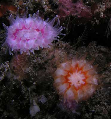 Jewel anemones