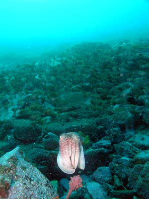Slipper Reef