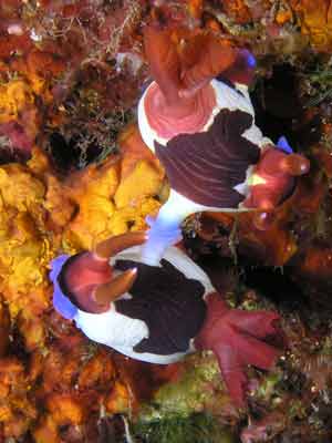 Red gilled nembrotha