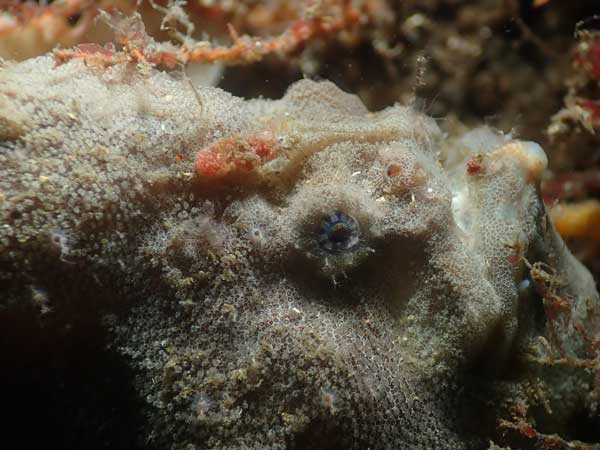 Bare Island Anglerfish