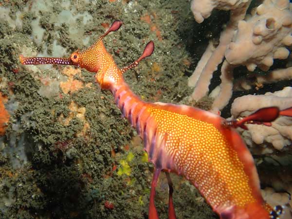 Common sea dragon