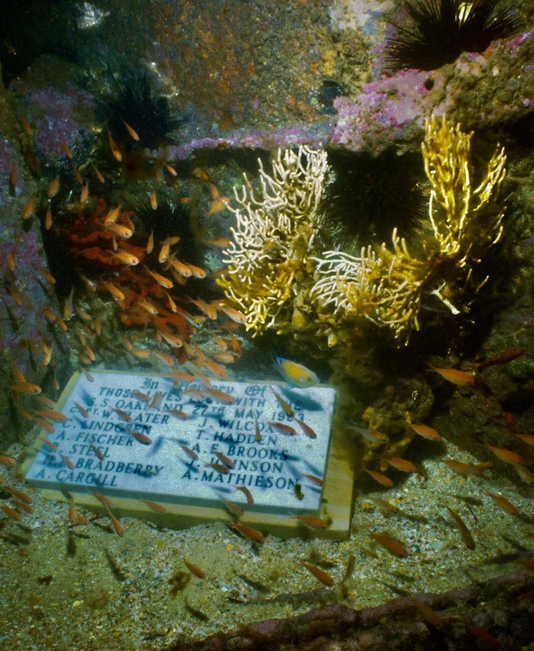 SS Oakland