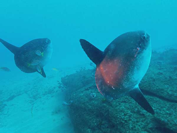 Sunfish