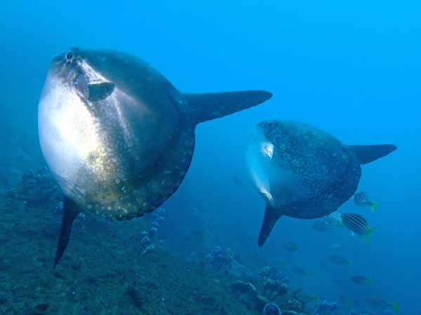 Sunfish