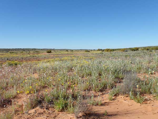Simpson Desert