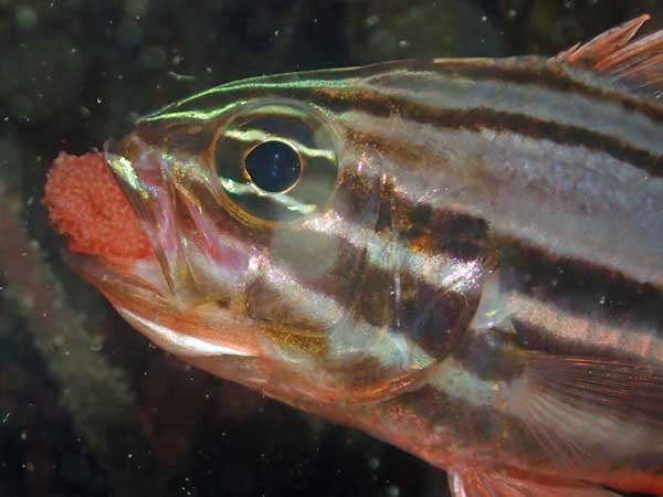 Immature Yellowtail Angelfish