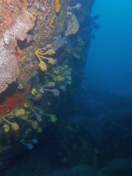 The reef